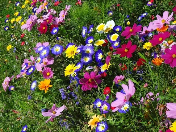 🌼 „Polska Kwiatowa Łąka“ – Wieloletnia mieszanka, kwitnąca jeszcze w tym roku! 🦋