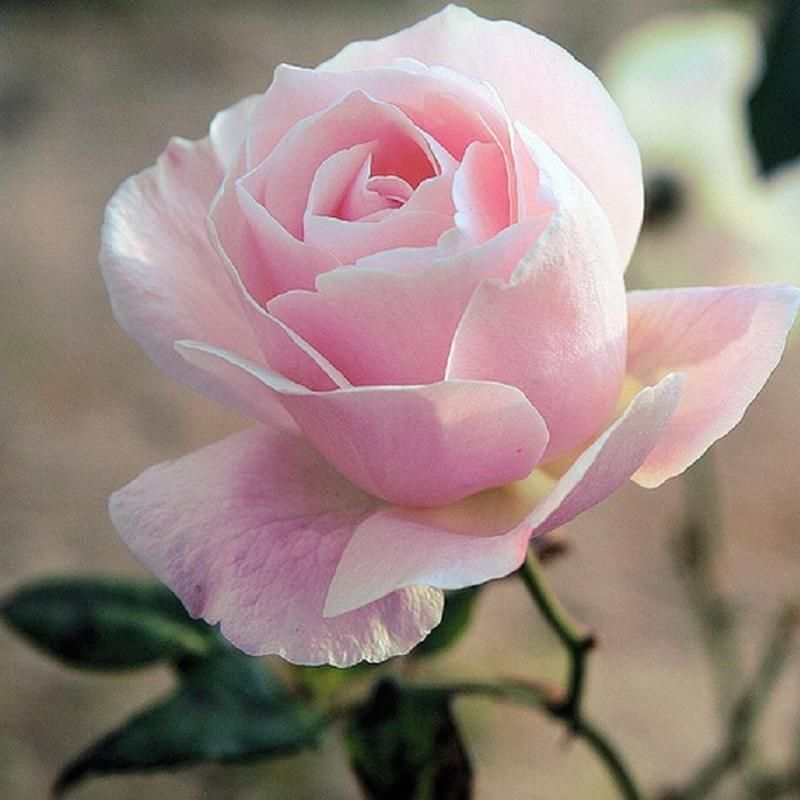 🌹 Letnia Wyprzedaż Kwiatów [50% TANIEJ] – Rzadkie Nasiona Róż! 🌼