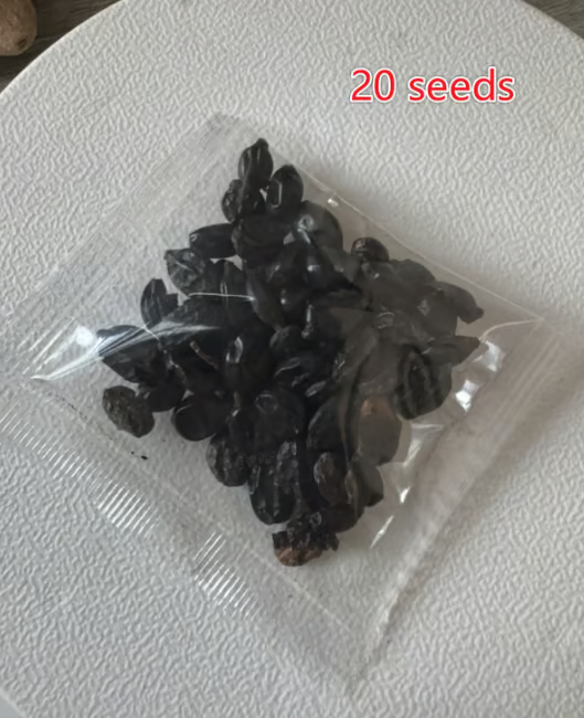 🌈 Mieszanka Nasion Hortensji – Piękne i Odporne Byliny do Twojego Ogrodu 🌸🌿