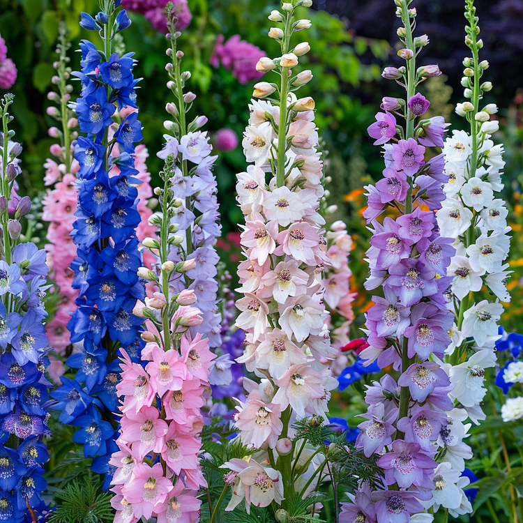 🌈🌼 Kolorowa Mieszanka Nasion Ostróżki (Delphinium) – spektakularne kwiaty w wielu barwach! 🦋✨