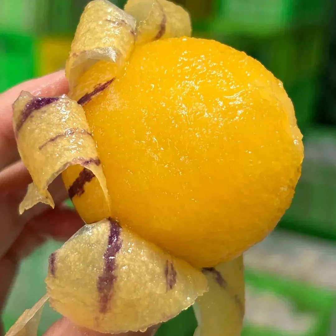 🌿 Nasiona Ginseng Fruit – cienka skórka, gruby miąższ, niezwykle słodkie i soczyste egzotyczne owoce!🍐🌟 Prawdziwa bomba witaminowa!