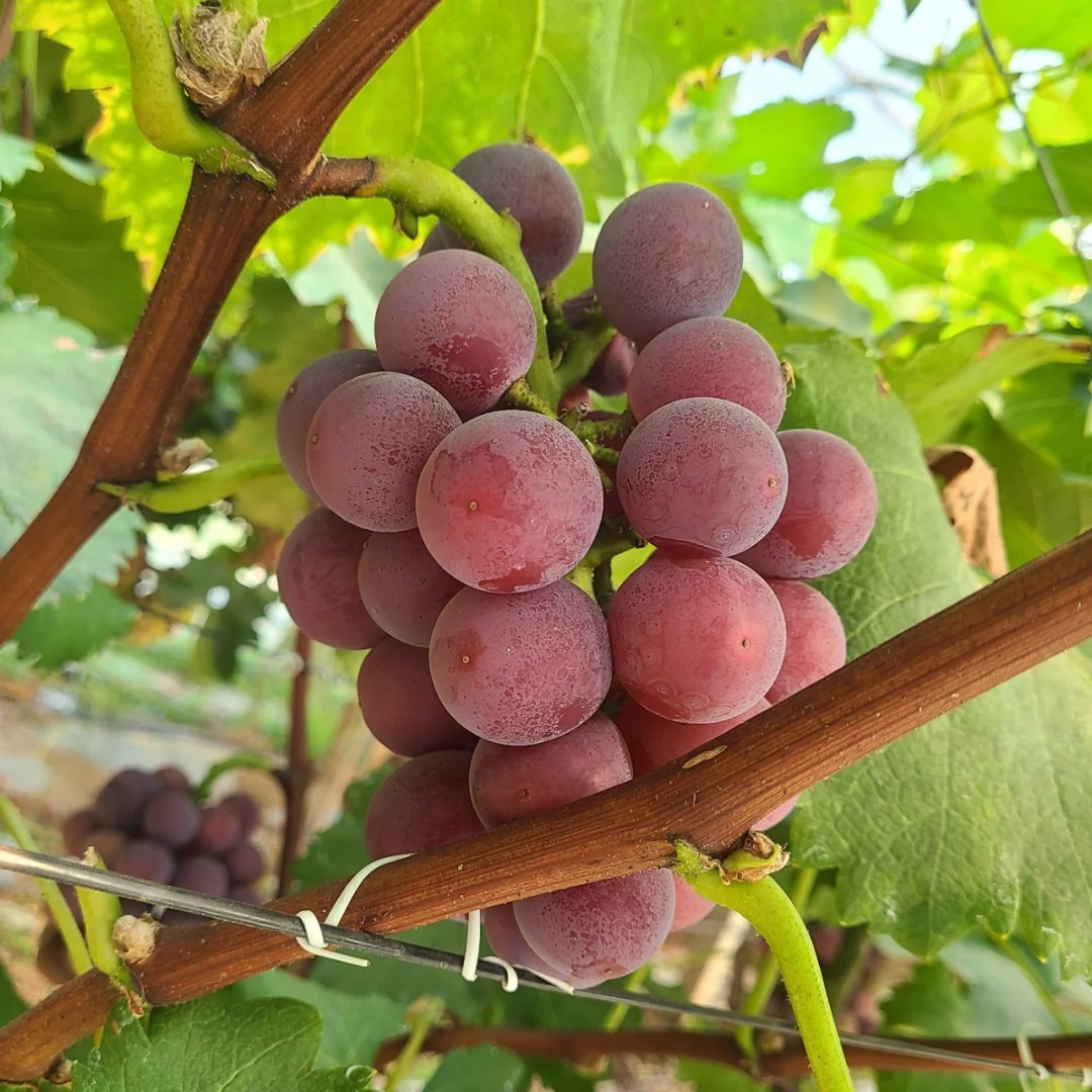 🍇🔥 Nasiona winogron Midknight Beauty – ogromne, bezpestkowe winogrona o wyjątkowym różanym aromacie! 98% kiełkowania! 🌹✨ Słodkie, soczyste i pachnące różą – prawdziwa perełka w Twoim ogrodzie! 🌿🍇