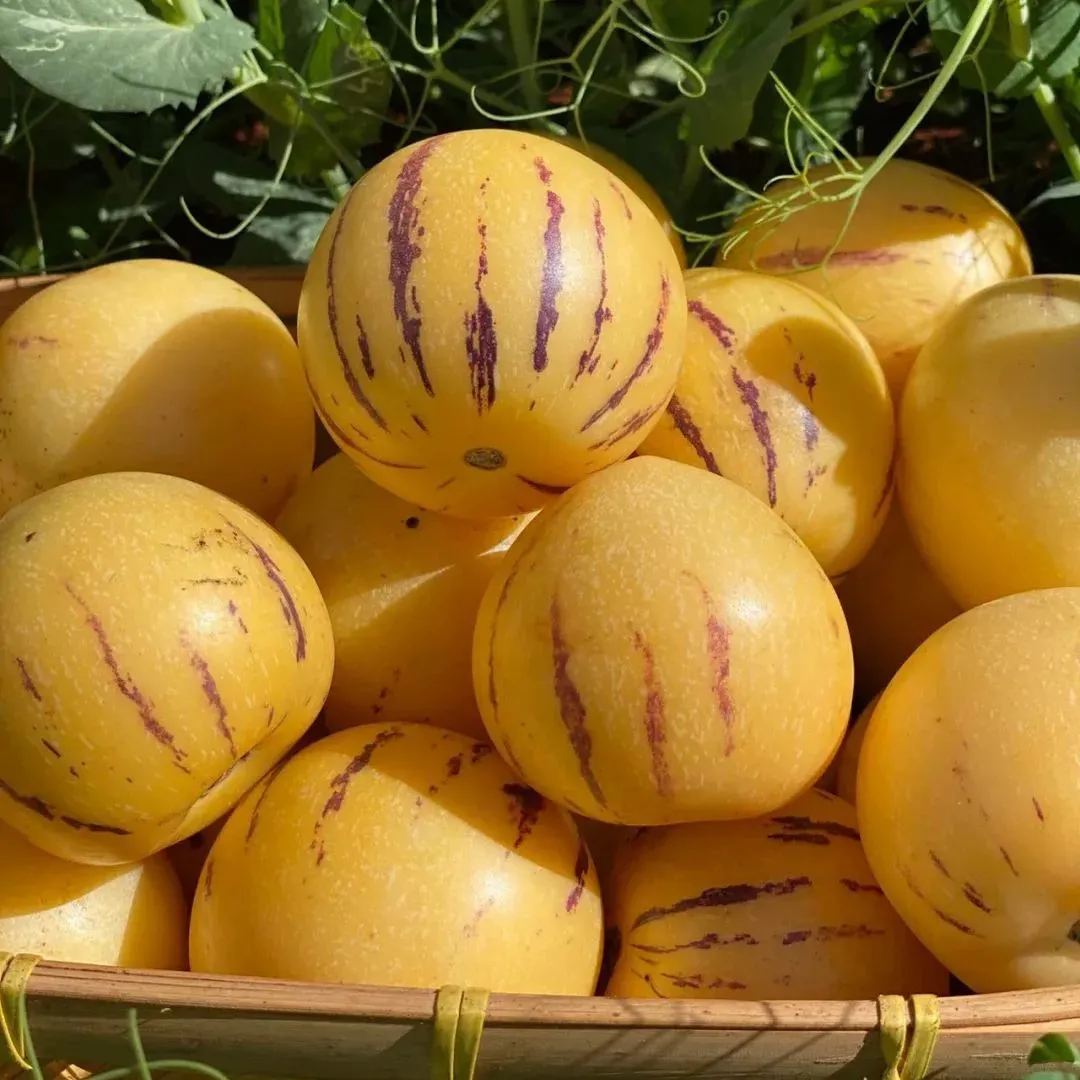 🌿 Nasiona Ginseng Fruit – cienka skórka, gruby miąższ, niezwykle słodkie i soczyste egzotyczne owoce!🍐🌟 Prawdziwa bomba witaminowa!