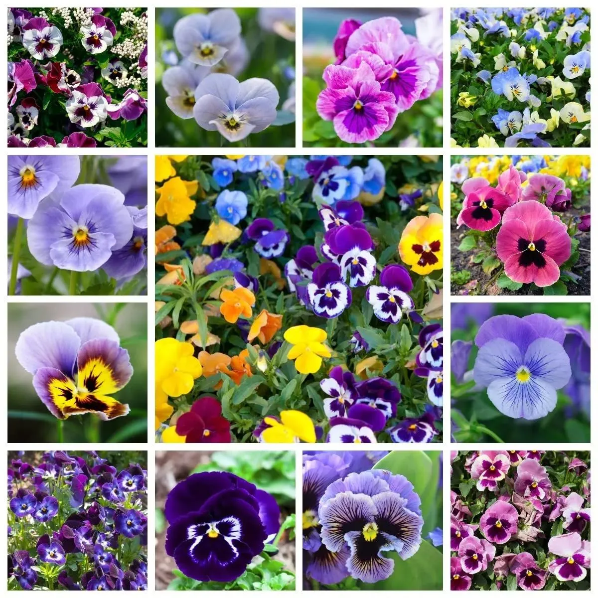 🎨 Mieszanka Nasion Fiołków ✨ Obfite kwitnienie · 🌈 Intensywna, kolorowa mieszanka