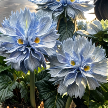 Семена на цвете "Голямо лице"