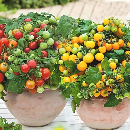 🍅🍅Semená zakrpatených paradajok v kvetináči