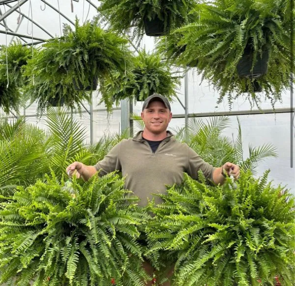 🔥 $9.98 On Sale Only Today 🌱 UV-Resistant Lifelike Artificial Boston Fern