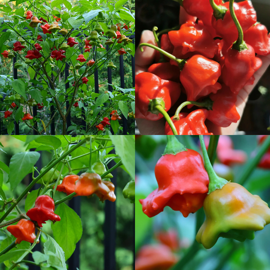 🎄Christmas Bell Peppers Seeds🌶️