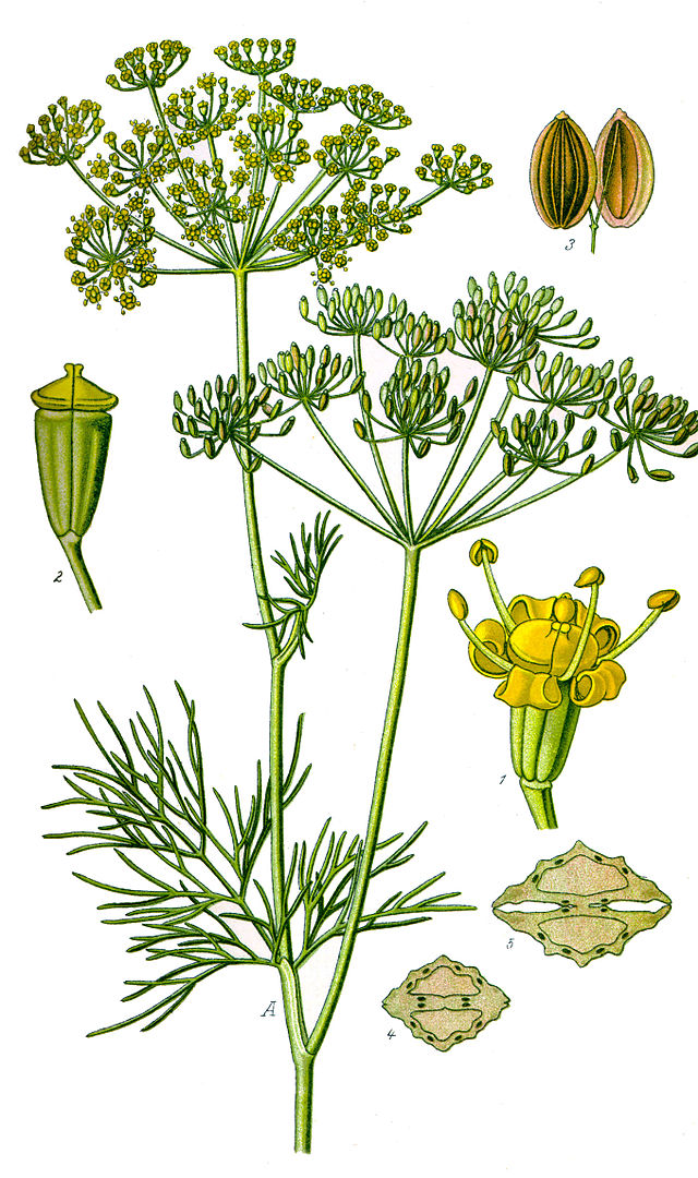 Dill Delight Herb
