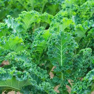 Kale Tree-King Of Vegetables