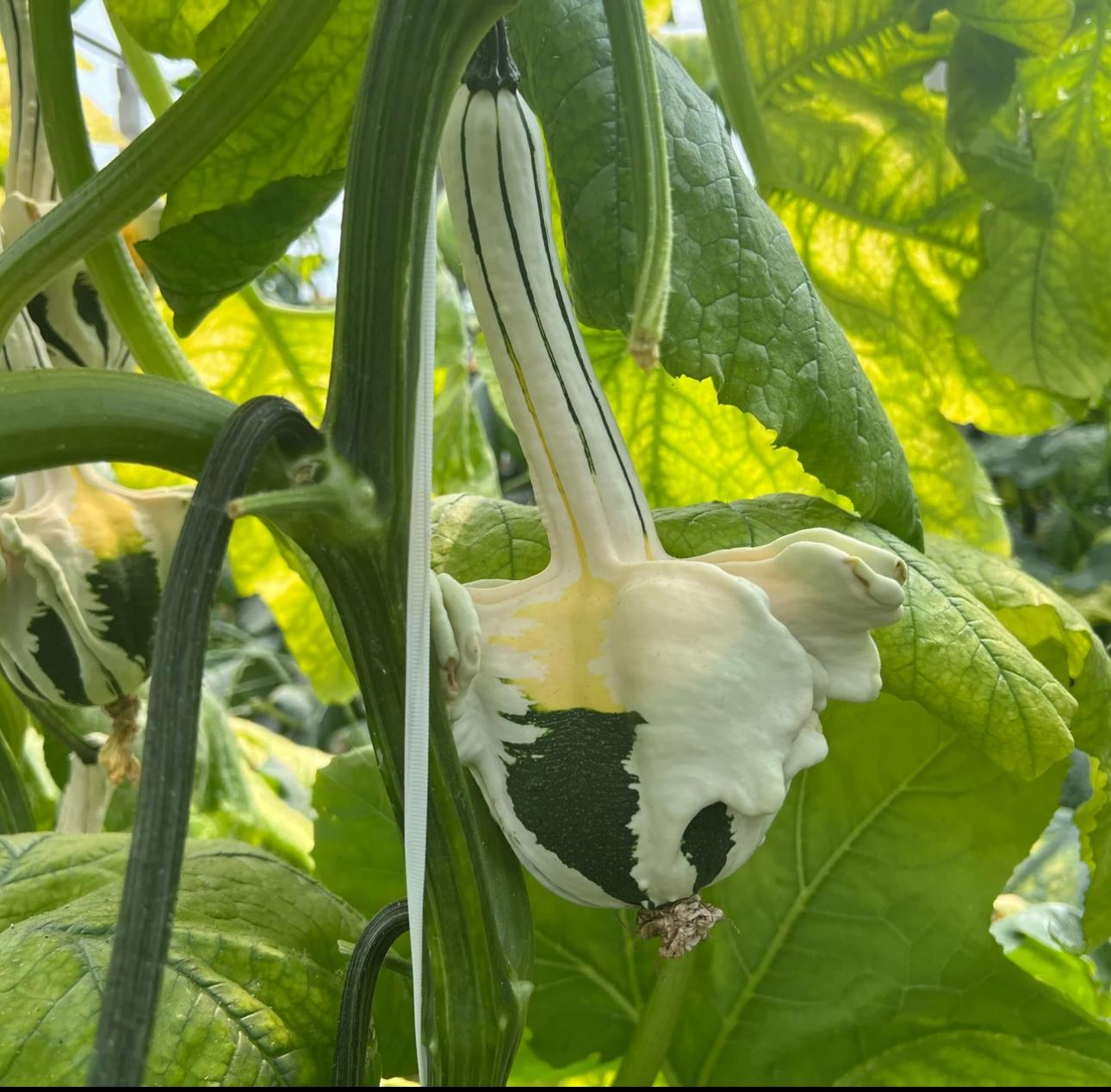 White Swan Pumpkin Seeds🦢🎃Rare Pumpkins