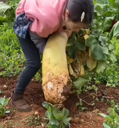 🌟 The Nine-pound Radish King Seeds 🌟
