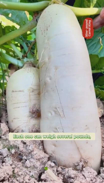 🌟 The Nine-pound Radish King Seeds 🌟