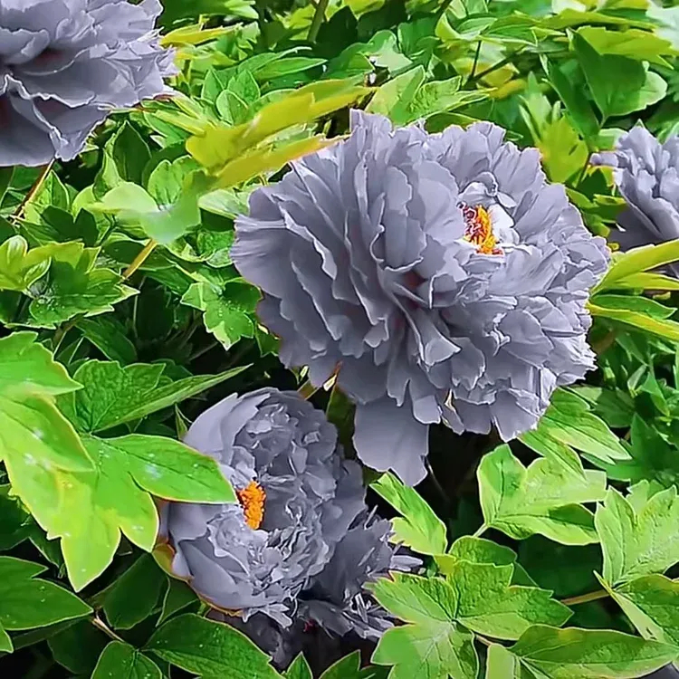Black Beauty Pfingstrosen-Blumensamen