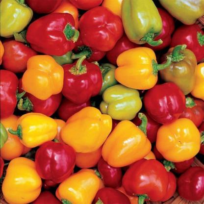 🫑Colorful Sweet Pepper Seeds Organic