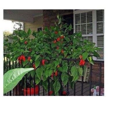 Red smoked Ghost Pepper 2.3 Grams, 8.5 Grams, 1 Kilo Bhut Jolokia HOT Chili Spice Powder