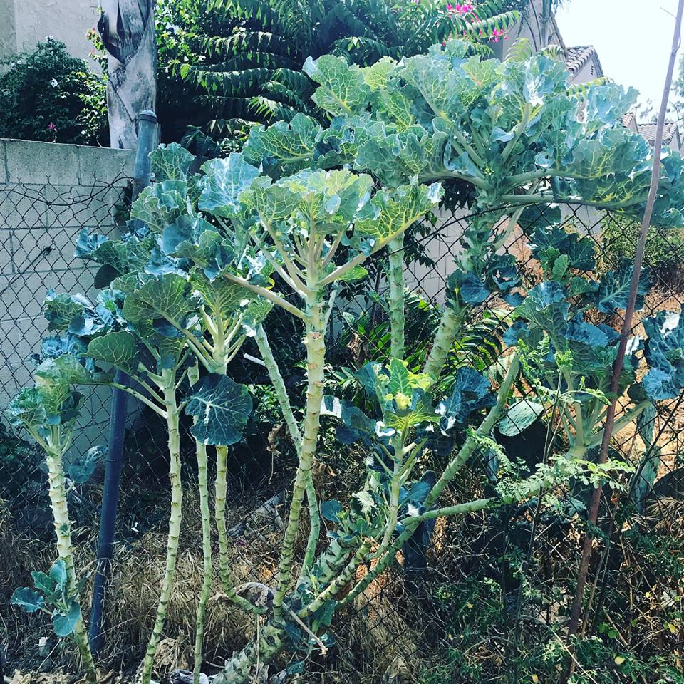 Kale Tree-King Of Vegetables