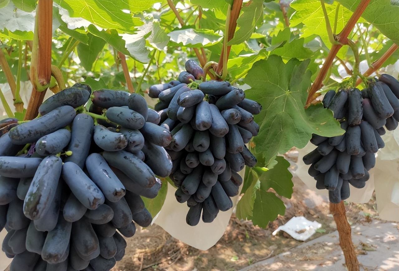 Seedless Sapphire Grapes Seeds