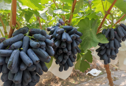 Seedless Sapphire Grapes Seeds