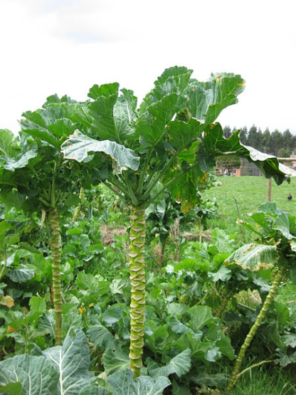 Kale Tree-King Of Vegetables