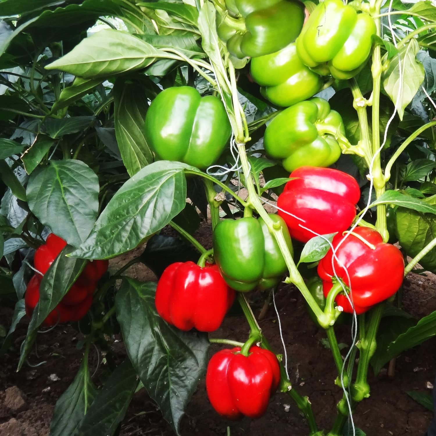 🫑Colorful Sweet Pepper Seeds Organic