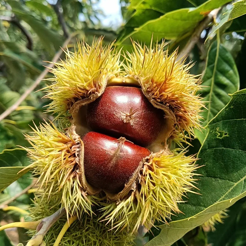 🔥 Последни 3 часа: 50% отстъпка - 🌰Семена за джуджеви кестени – сладки и ароматни ядки🌱