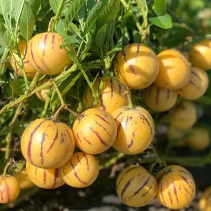 🍈 Екзотичен плод Пепино (Pepino Melon)