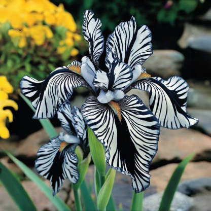 ⚜️Rare Tall Bearded Iris (Premium Rhizome Variety)