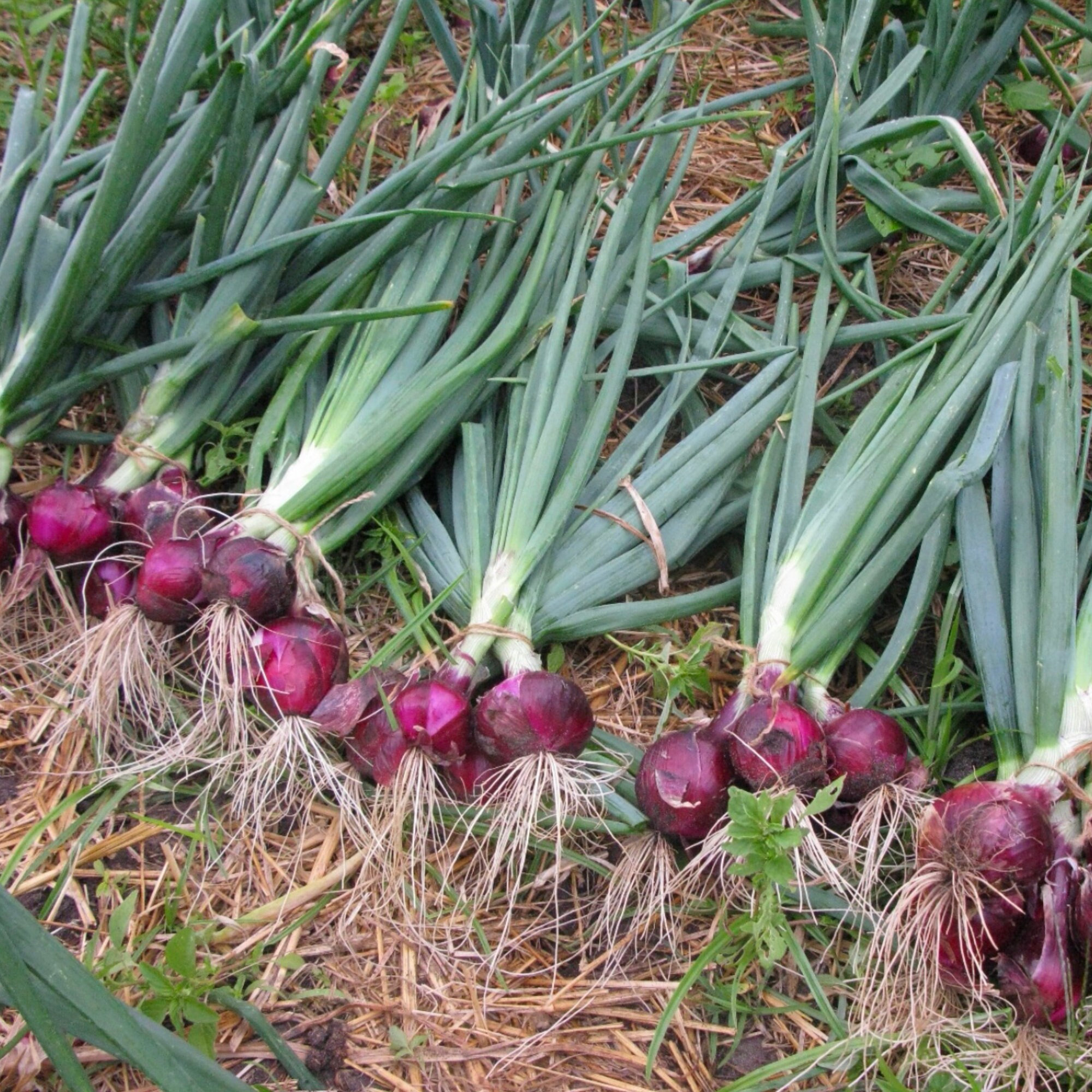 Purple Fruit Onion Vegetable Seeds