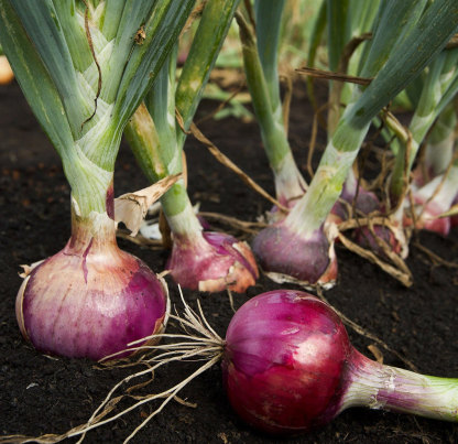 Purple Fruit Onion Vegetable Seeds
