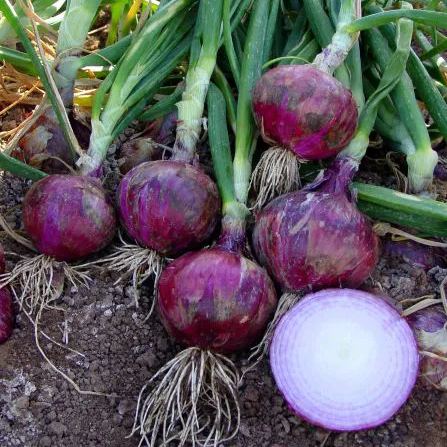 Purple Fruit Onion Vegetable Seeds