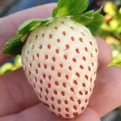 🍓White Strawberry Seeds（🪴Buy 3 Get 1 Free🌿Hardy and Pest-Resistant）