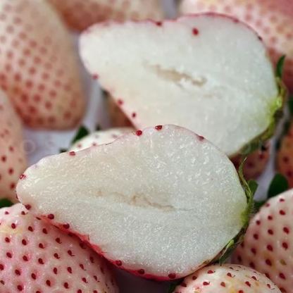 🍓White Strawberry Seeds（🪴Buy 3 Get 1 Free🌿Hardy and Pest-Resistant）