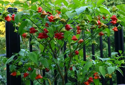 🎄Christmas Bell Peppers Seeds🌶️