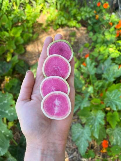 🥕Radish Watermelon Vegetable