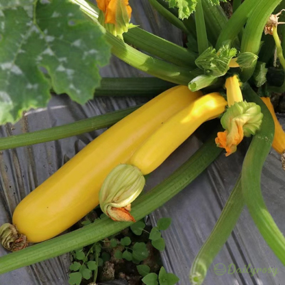 Banana Zucchini - Golden Zucchini🌿Can be planted in all seasons