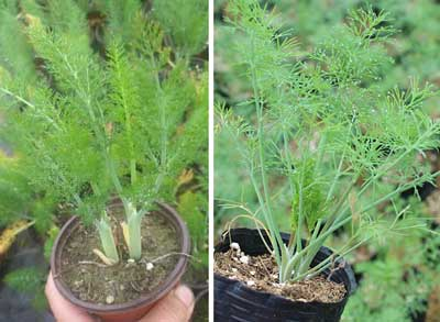Dill Delight Herb