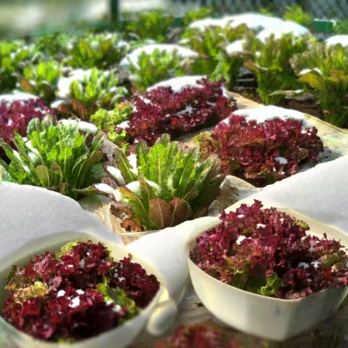 Coffee Leaf lettuce Seeds-🪴Harvest Within 30 days-Fewer Pests