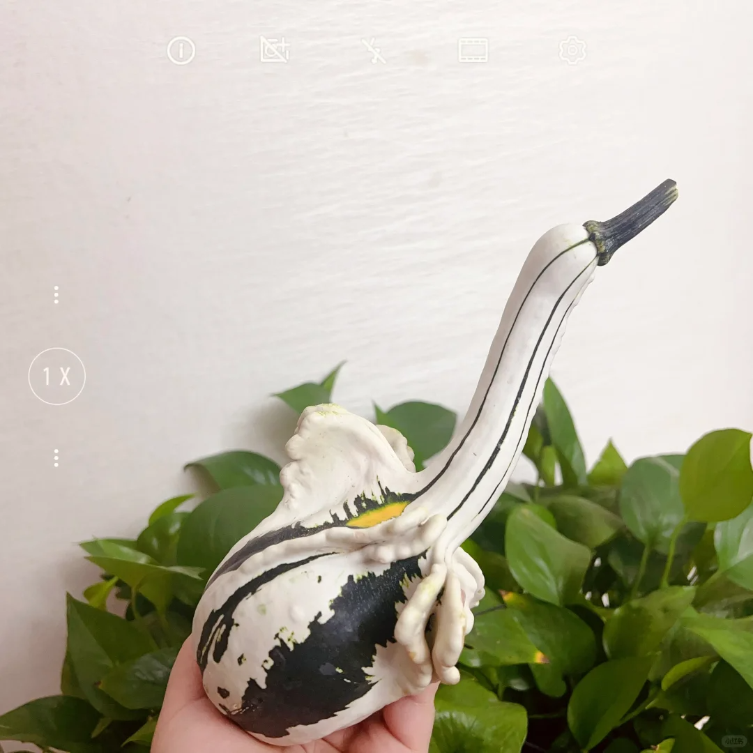 White Swan Pumpkin Seeds🦢🎃Rare Pumpkins