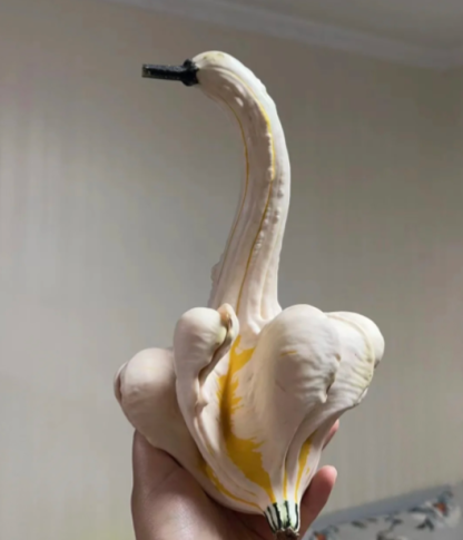 White Swan Pumpkin Seeds🦢🎃Rare Pumpkins