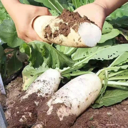 🌟 The Nine-pound Radish King Seeds 🌟