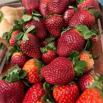 🔥⏰ Последен ден на промоцията 🌱 Семена от ягоди „Черна перла“