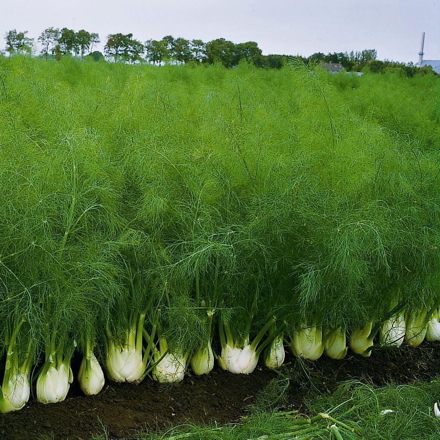 Bulbing Fennel