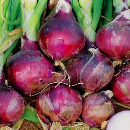 Purple Fruit Onion Vegetable Seeds