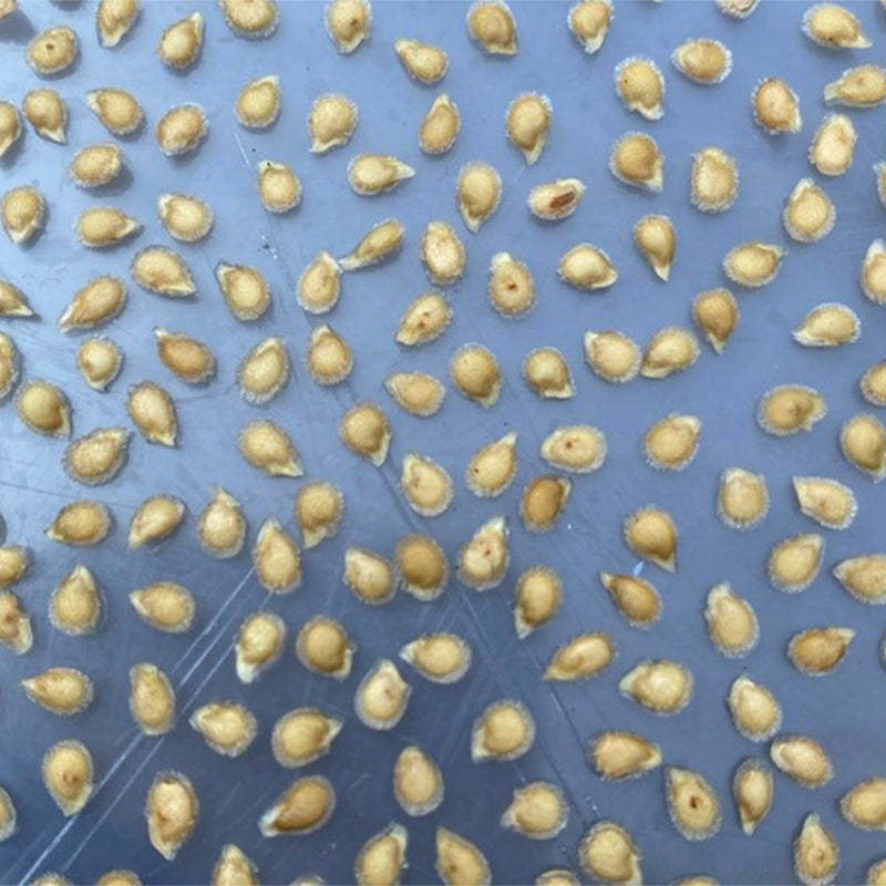 CRUSHED HEART Tomato - Organic Heirloom Seeds