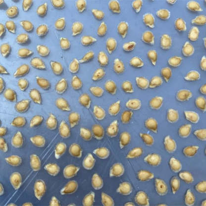 CRUSHED HEART Tomato - Organic Heirloom Seeds