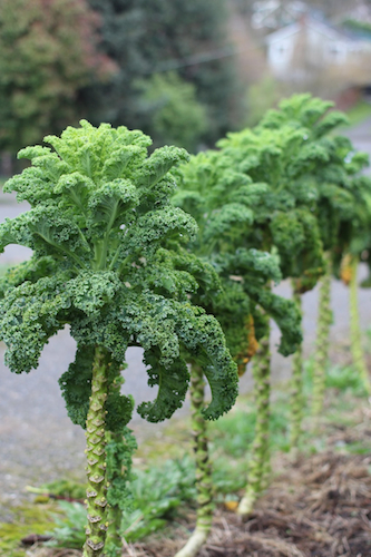 Kale Tree-King Of Vegetables