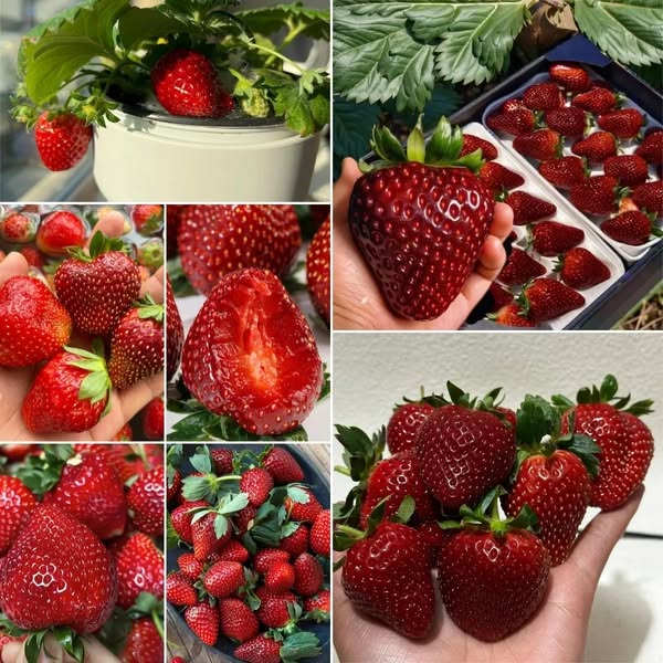 🔥⏰ Последен ден на промоцията 🌱 Семена от ягоди „Черна перла“