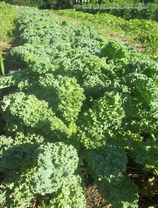 Kale Tree-King Of Vegetables