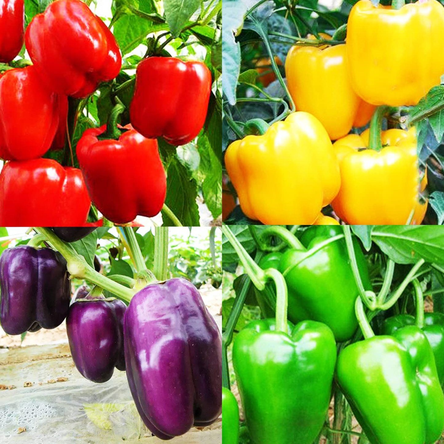 🫑Colorful Sweet Pepper Seeds Organic